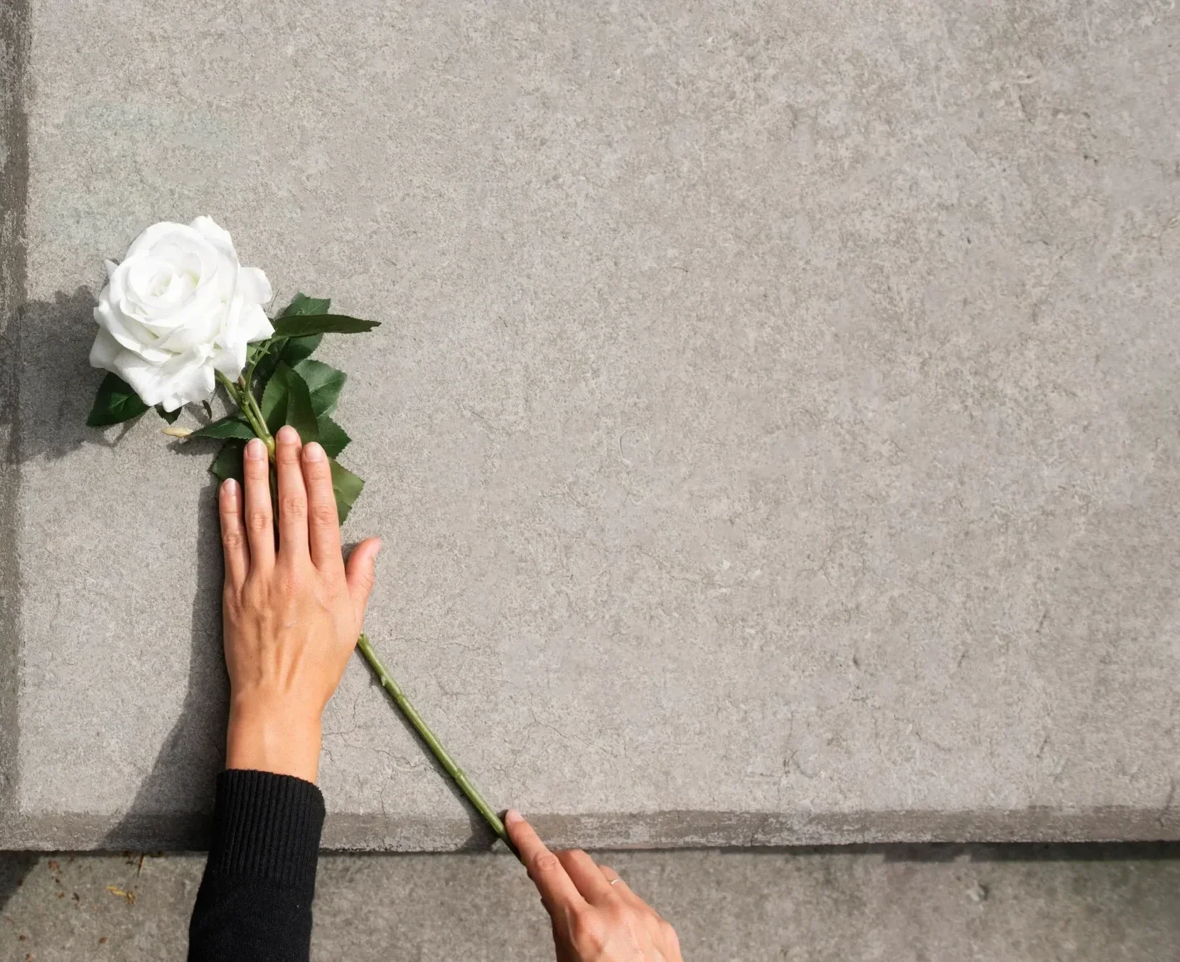 Main déposant une rose blanche sur une tombe – Rosa Funéraire, hommage et respect