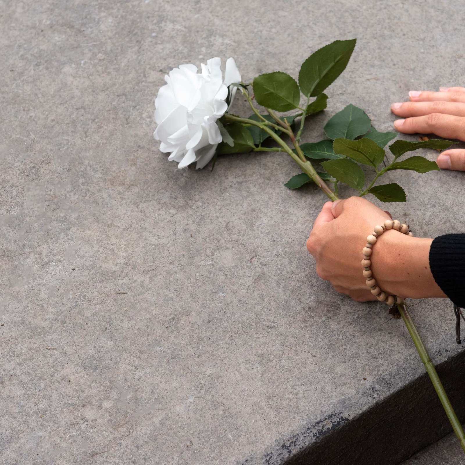 Main délicate posant une rose sur une tombe – Rosa Funéraire Aube