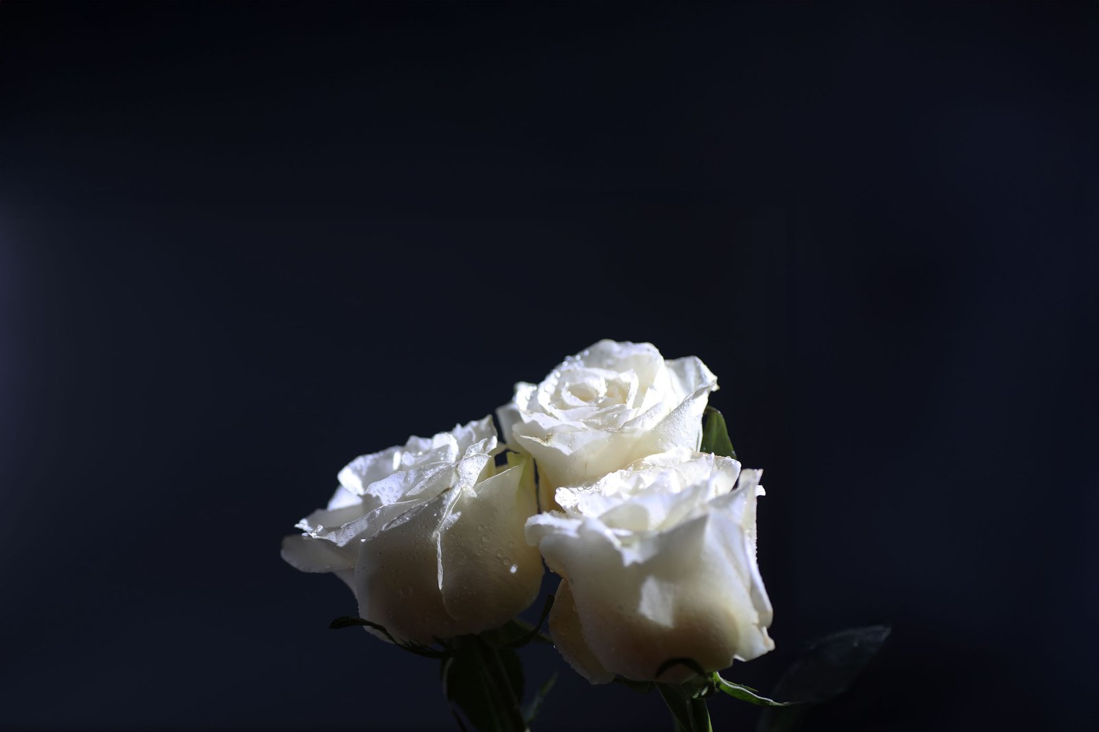 Photo de ROSA FUNERAIRE