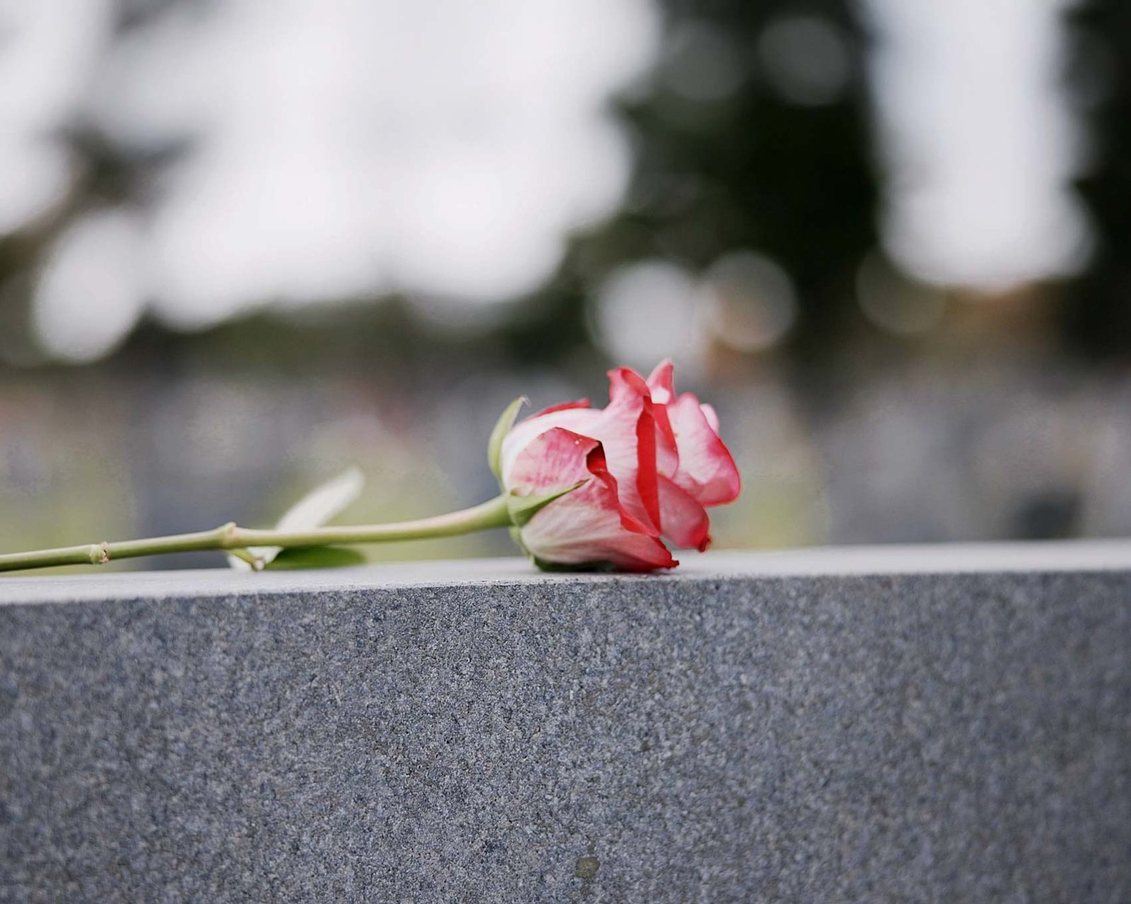 Rose rouge déposée sur pierre tombale – Rosa Funéraire Troyes