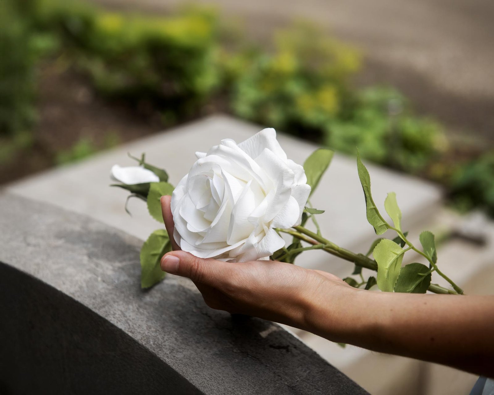 Rose blanche sur pierre tombale, symbole de paix – Rosa Funéraire