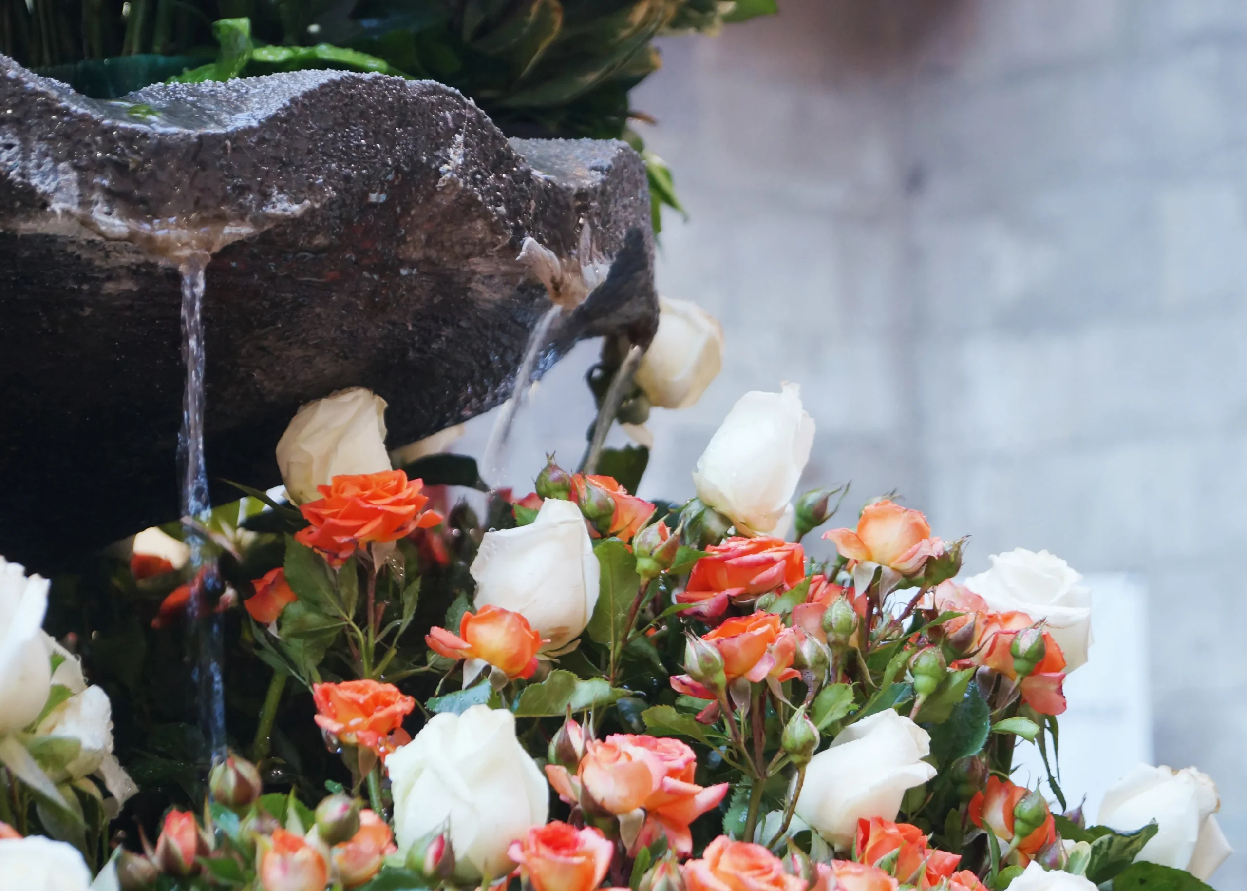 Eau ruisselant sur un bouquet de fleurs fraîches en hommage – Rosa Funéraire